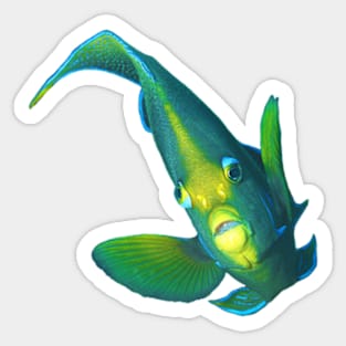 Angelfish | Posing against a black background | Sticker